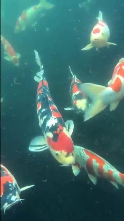 锦鲤小姐,揭秘幸运女神的神秘魅力