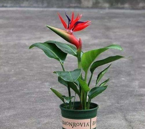 天堂鸟,探寻天堂鸟的神秘魅力与自然传奇